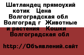 Шатландец прямоухий котик › Цена ­ 550 - Волгоградская обл., Волгоград г. Животные и растения » Кошки   . Волгоградская обл.